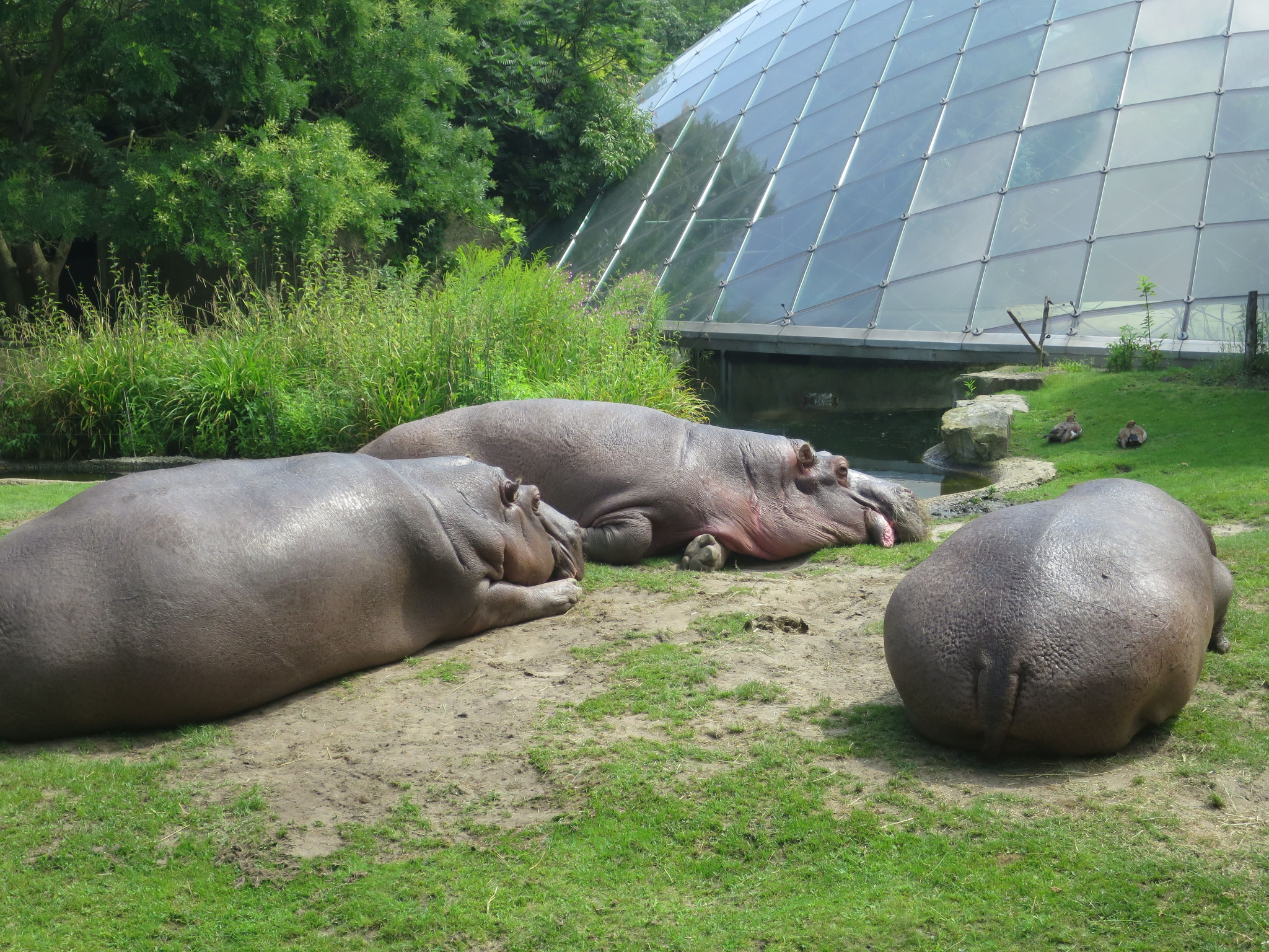Tierpark Zoo  08